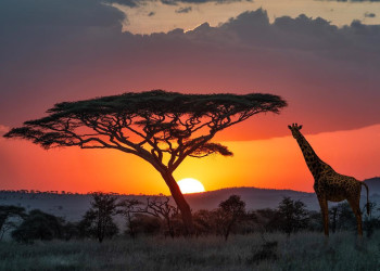 Разнообразие фауны в заповеднике Серенгети в Танзании – фотографии Танзании