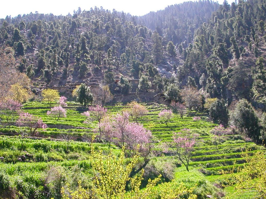 Лес. Афганистан – фотографии Афганистана