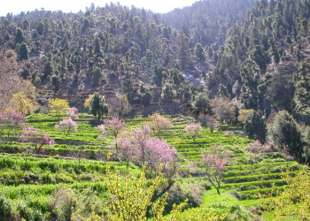 Лес. Афганистан – фотографии Афганистана