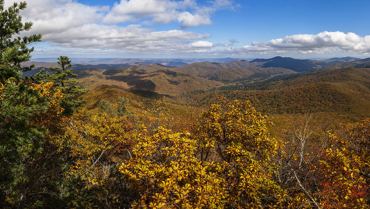 От Амурского залива заповедник Кедровая Падь на Дальнем Востоке отделяет заболоченная равнина – фотографии России