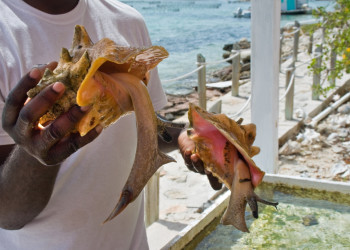 Ферма по выращиванию моллюсков (The Farm Conch) – фотографии Тёркс и Кайкос