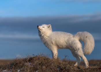 Остров Врангеля (Wrangel Island) в Северном Ледовитом океане, Чукотка, Россия – фотографии России