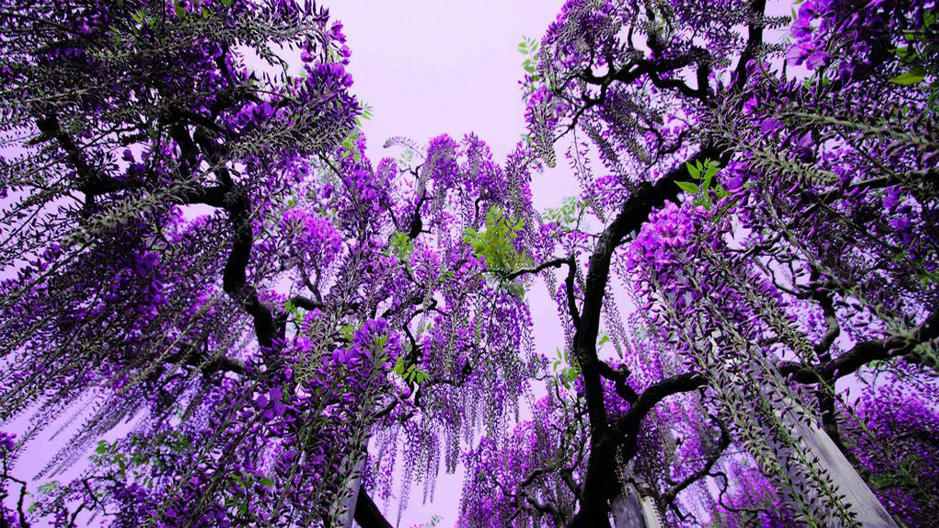 Сад Кавачи Фудзи в Японии – фотографии Японии