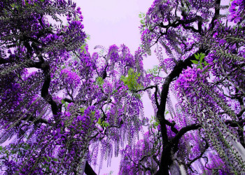 Сад Кавачи Фудзи в Японии – фотографии Японии