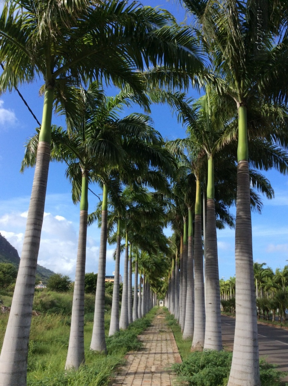 Пальмовая аллея. Маврикий – фотографии Маврикия