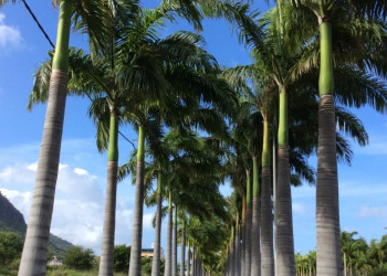 Пальмовая аллея. Маврикий – фотографии Маврикия