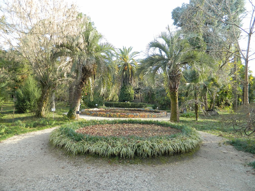 Пальмы. Сухум – фотографии Абхазии