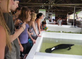 Центр спасения амазонских ламантинов в Икитосе – фотографии Перу