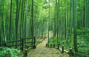 Бамбуковый лес Киото в Японии – фотографии Японии