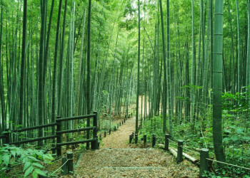 Бамбуковый лес Киото в Японии – фотографии Японии