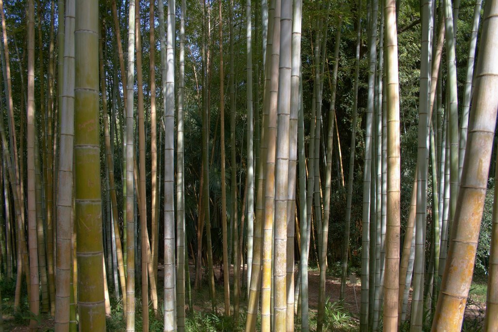 Сухумский Ботанический Сад – фотографии Абхазии