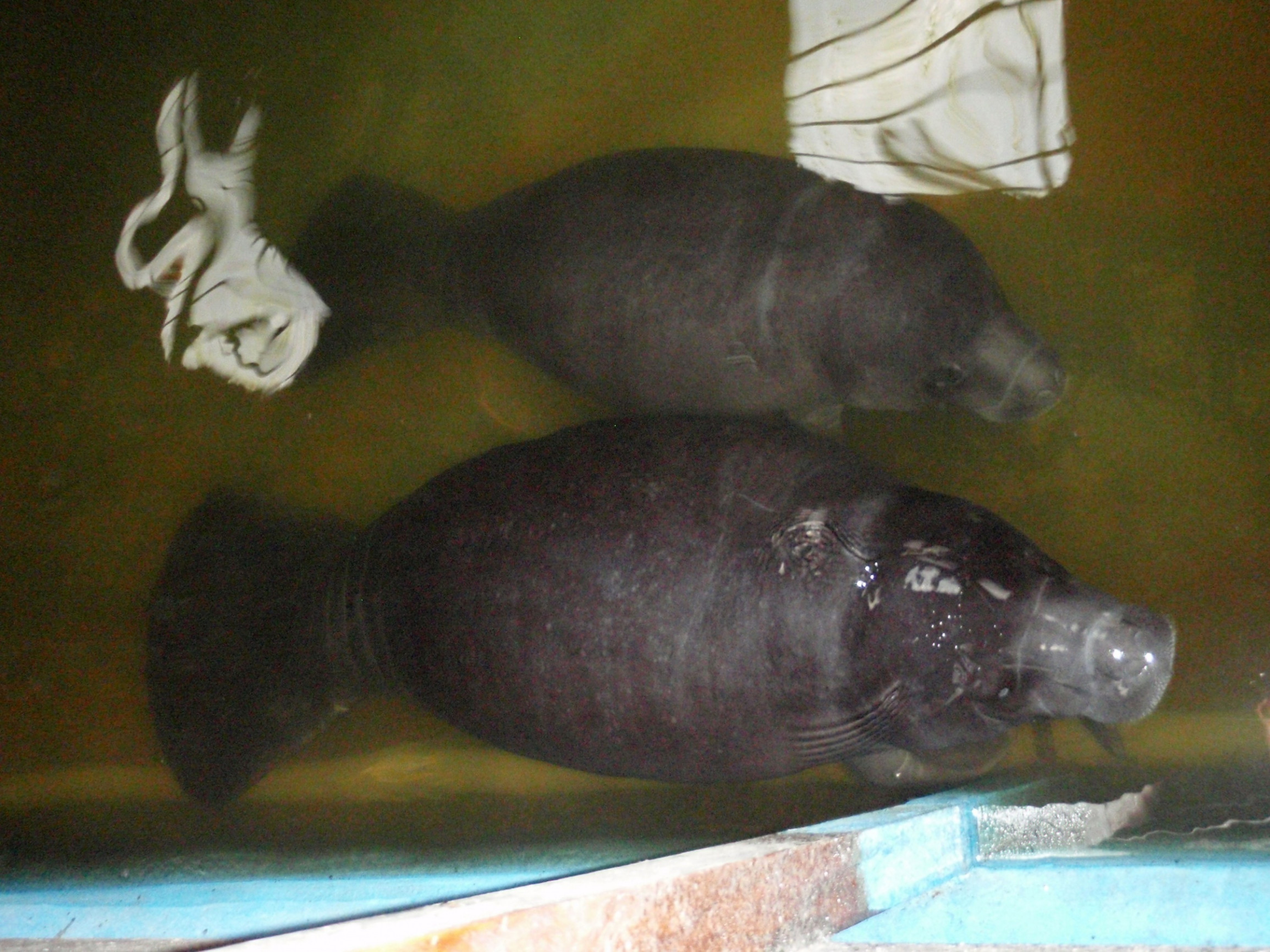 Центр спасения амазонских ламантинов в Икитосе – фотографии Перу