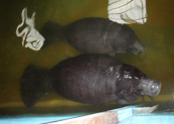 Центр спасения амазонских ламантинов в Икитосе – фотографии Перу