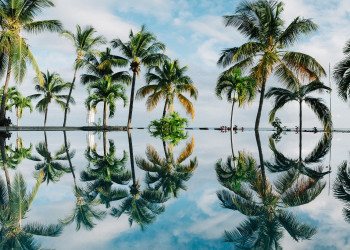 Зеркальное отображение в воде пальм. Маврикий – фотографии Маврикия