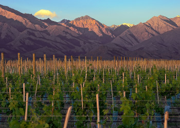 Местные виноградники. Мендоса. Аргентина. – фотографии Аргентины