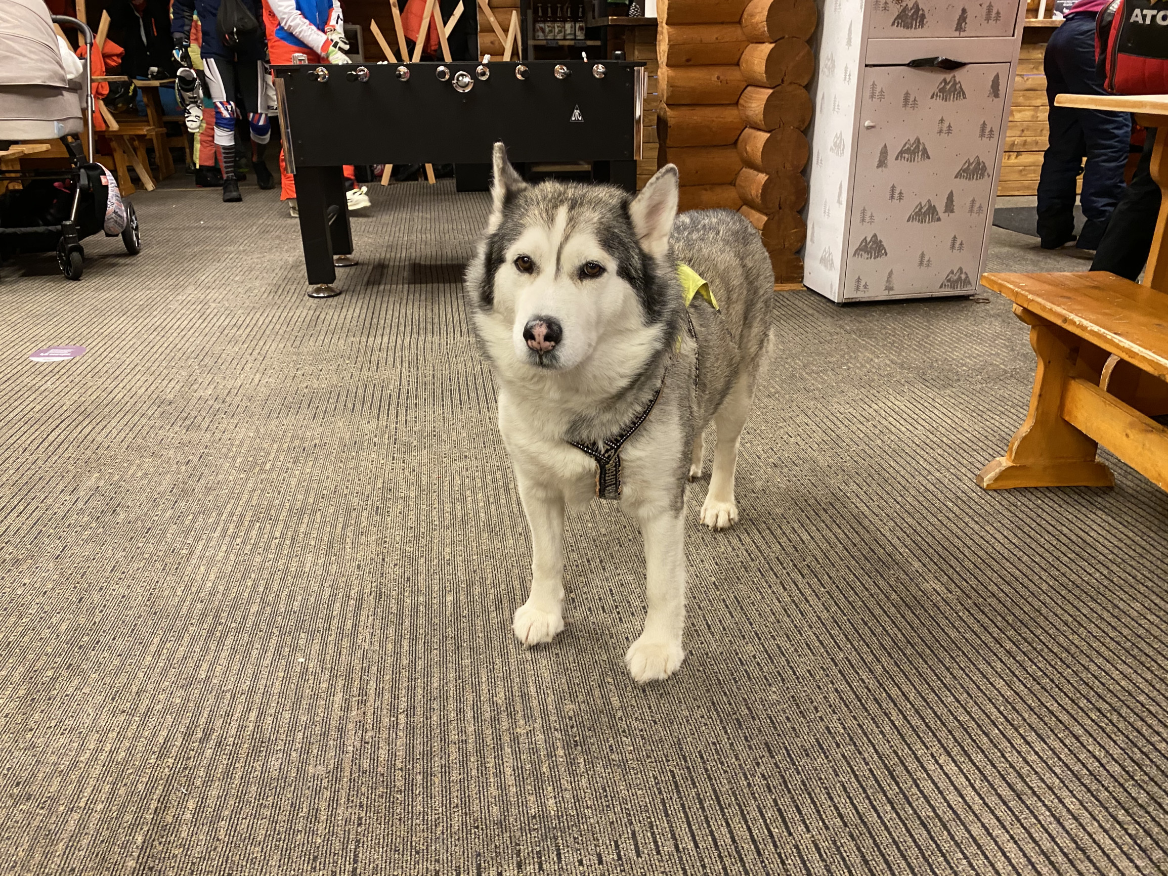 Пёс-спасатель по кличке Марсель, Большой Вудьявр – фотографии России