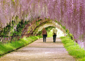 Цветочные гроздья глицинии в Саду Кавачи Фудзи, Япония – фотографии Японии