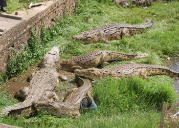 Крокодилы на прогулке. Кот-д'Ивуар – фотографии Кот-д'Ивуар