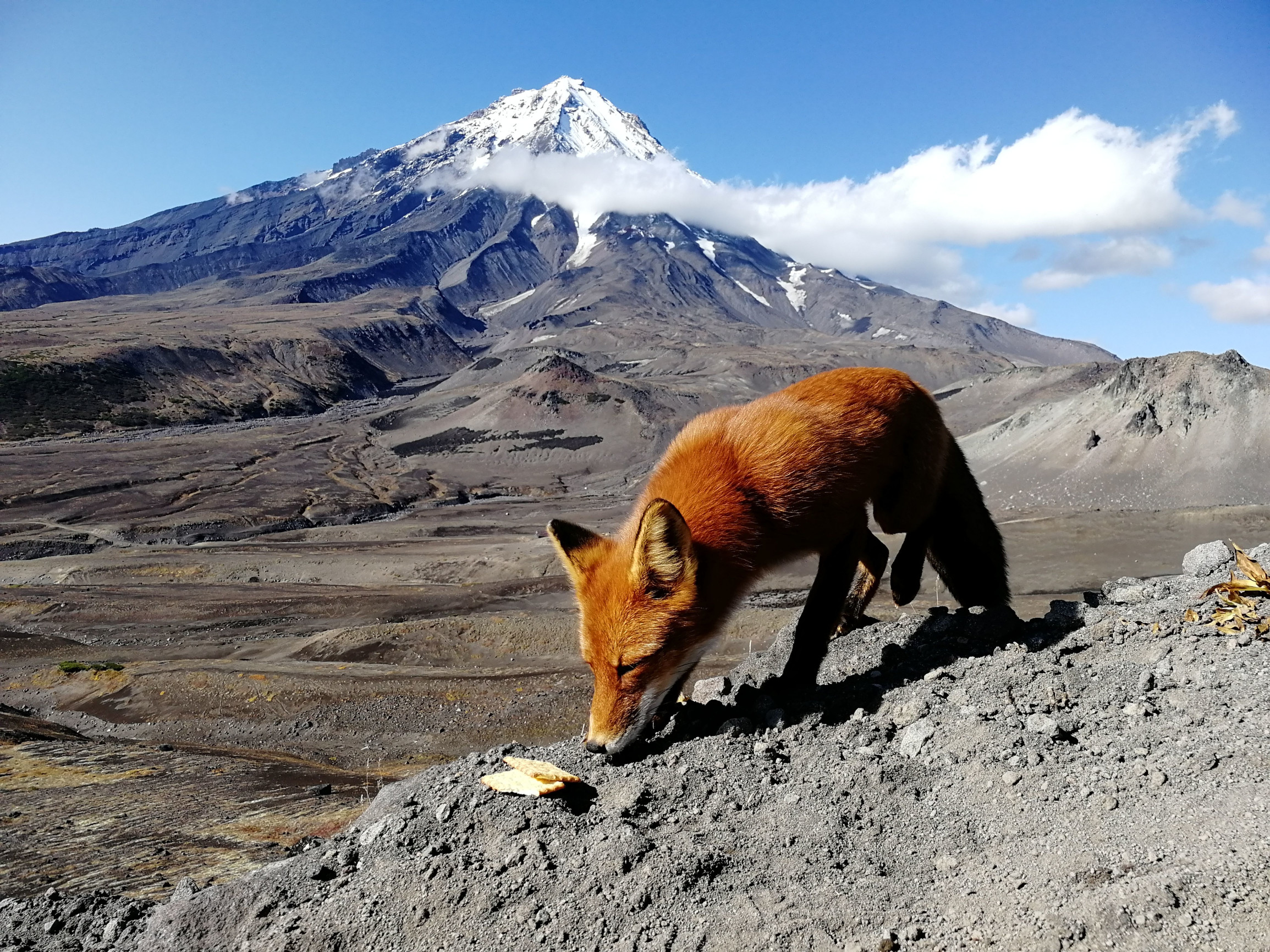 Кавказ (знакомство с Лисой) – фотографии России