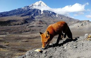 Кавказ (знакомство с Лисой) – фотографии России