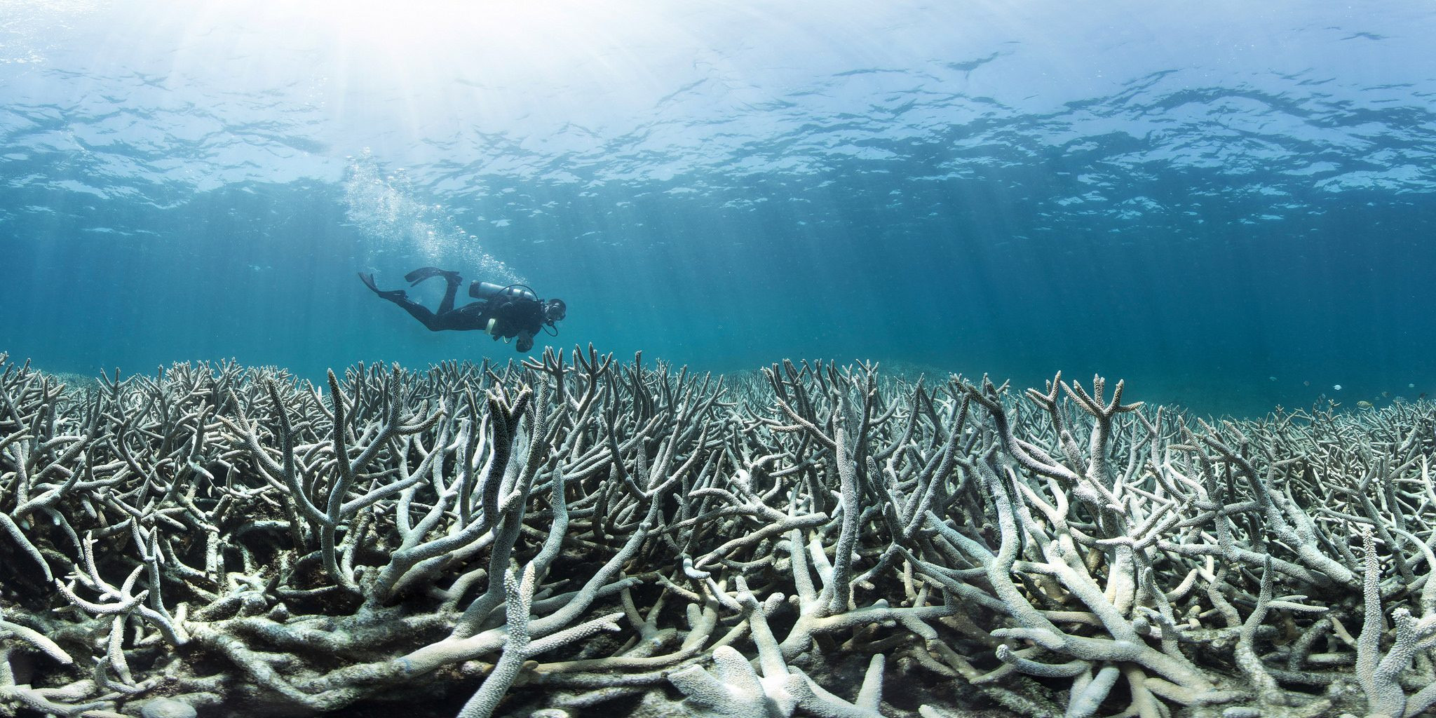 Большой Барьерный риф — это самая большая и длинная в мире система коралловых рифов – фотографии Австралии