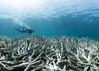 Большой Барьерный риф — это самая большая и длинная в мире система коралловых рифов – фотографии Австралии
