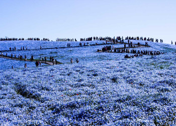 Национальный парк Хитачи в Хитатинака, Япония – фотографии Японии