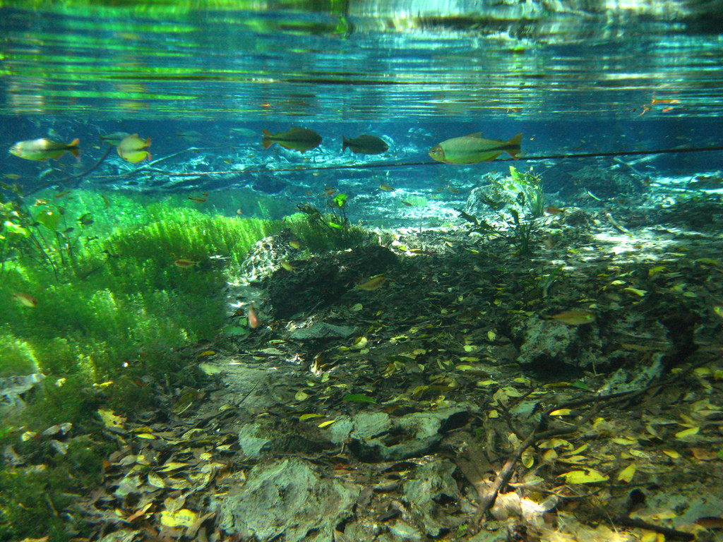 Природный аквариум (Aquario Natural) – фотографии Бразилии
