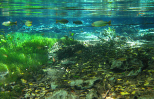 Природный аквариум (Aquario Natural) – фотографии Бразилии