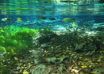 Природный аквариум (Aquario Natural) – фотографии Бразилии