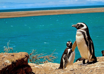 Два пингвина на берегу. Полуостров Вальдес. Аргентина – фотографии Аргентины