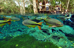 Природный аквариум (Aquario Natural) в Бониту – фотографии Бразилии