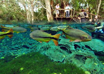 Природный аквариум (Aquario Natural) в Бониту – фотографии Бразилии