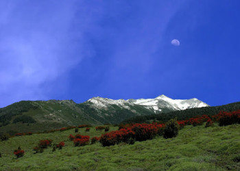 Голубое небо и горы. Ланин национальный парк. Аргентина. – фотографии Аргентины