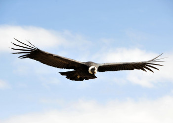 Кондоры в каньоне Колка – фотографии Перу