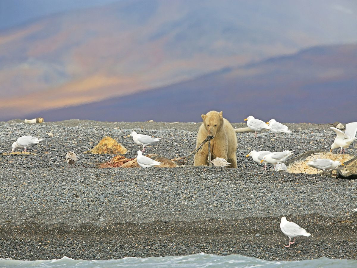 Остров Врангеля 9 – фотографии России