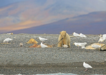 Остров Врангеля 9 – фотографии России