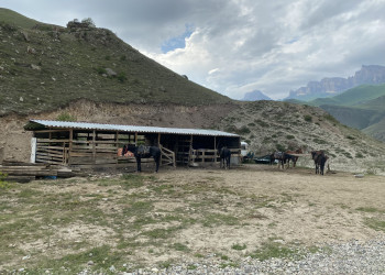 Лошади у берега озеро Гижгит – фотографии России