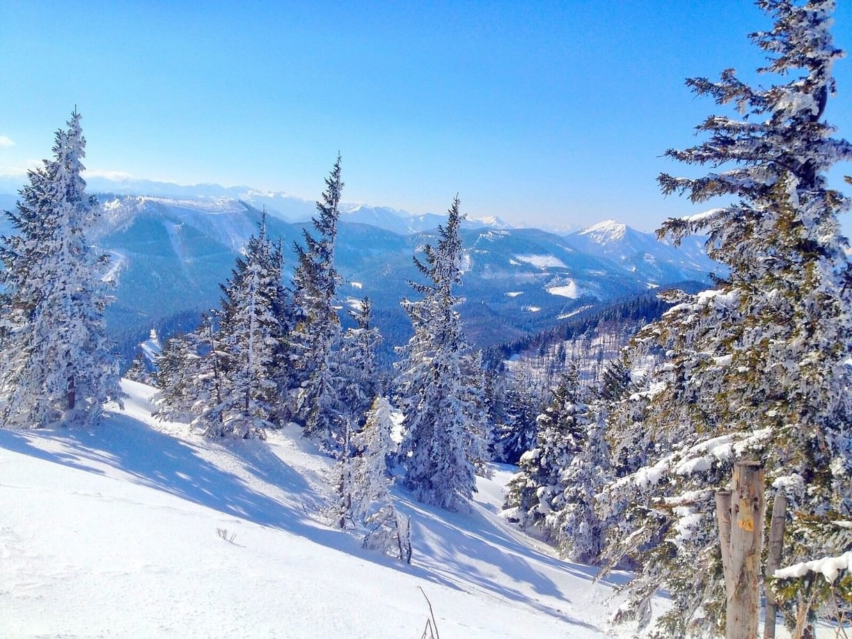 Елки в снегу. Аннаберг. Австрия – фотографии Австрии