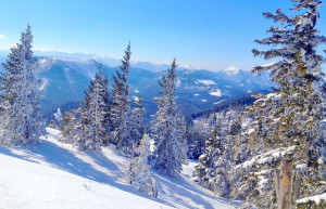 Елки в снегу. Аннаберг. Австрия – фотографии Австрии
