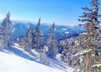 Елки в снегу. Аннаберг. Австрия – фотографии Австрии