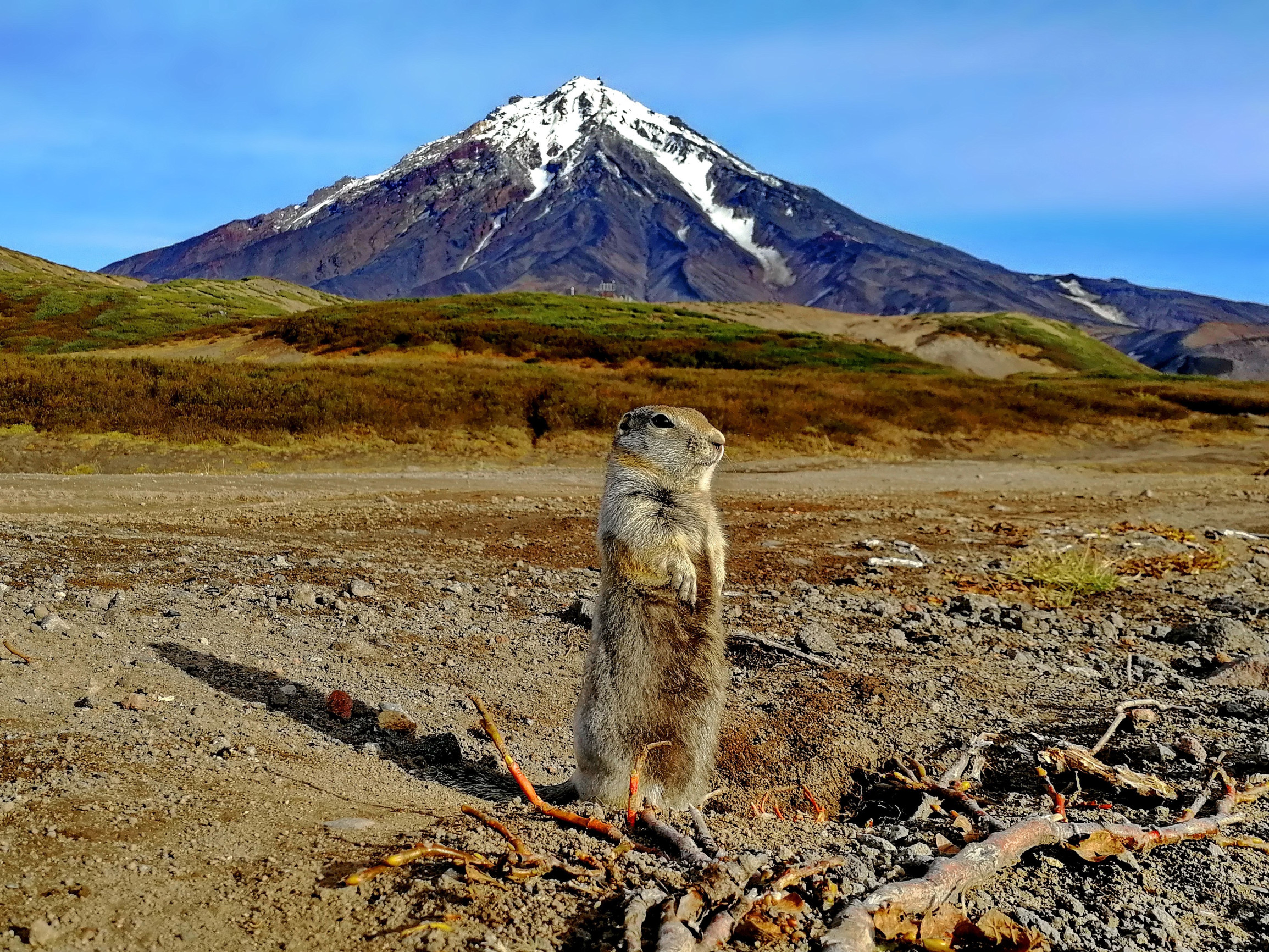 Камчатка (Евражка-попрошайка) – фотографии России