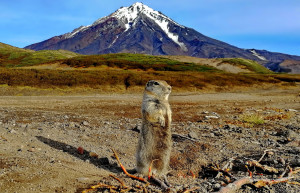 Камчатка (Евражка-попрошайка) – фотографии России