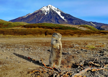 Камчатка (Евражка-попрошайка) – фотографии России