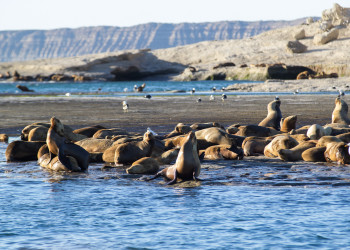 Морские котики отдыхают. Полуостров Вальдес. Аргентина – фотографии Аргентины