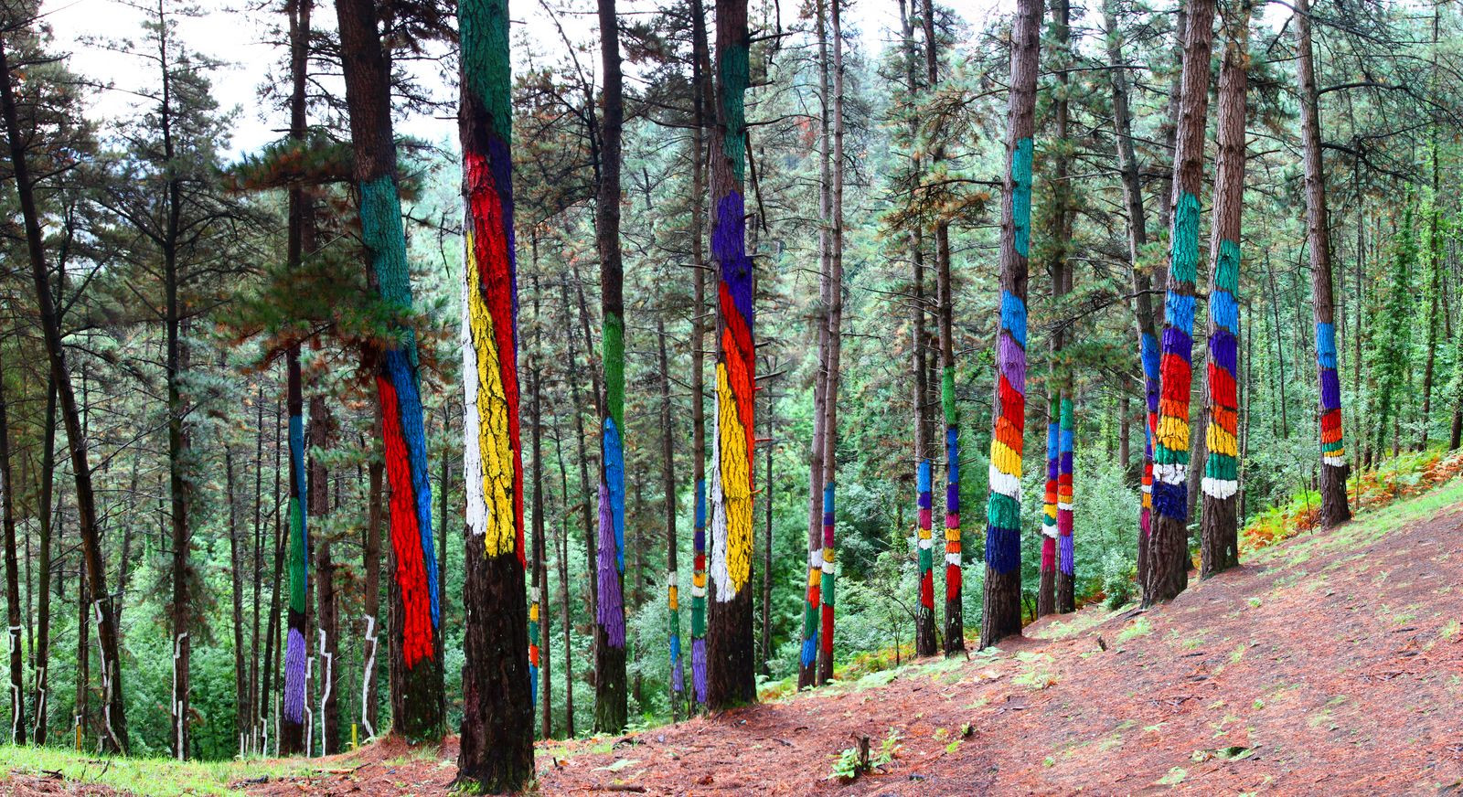 Живой лес Ома в Испании – фотографии Испании