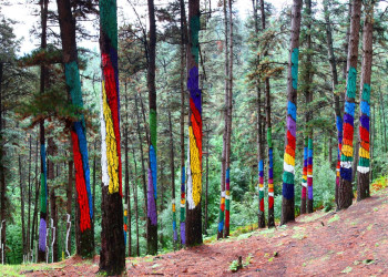 Живой лес Ома в Испании – фотографии Испании