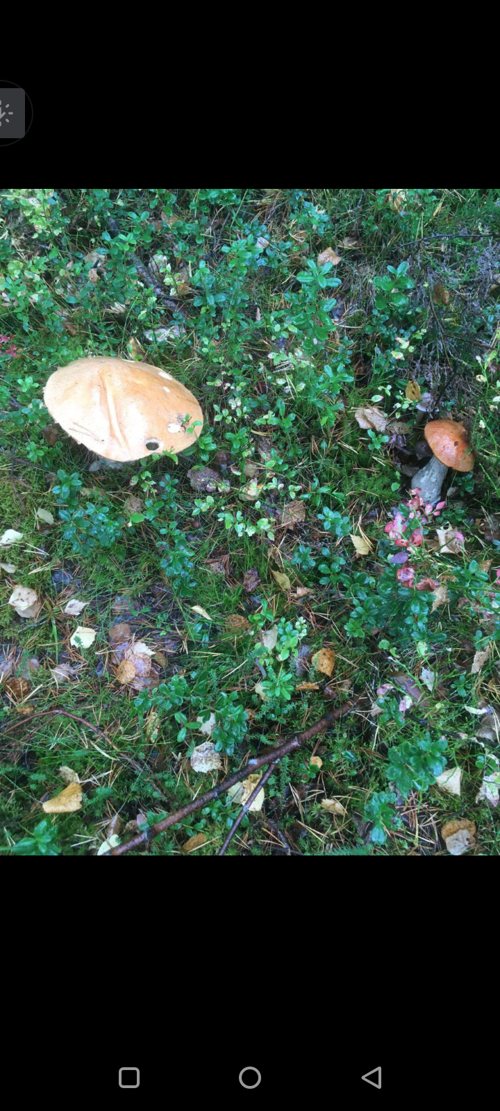 Гриб. – фотографии