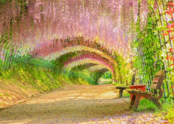 Цветочные гроздья глицинии в Саду Кавачи Фудзи (Kawachi Fuji Garden) в Японии – фотографии Японии