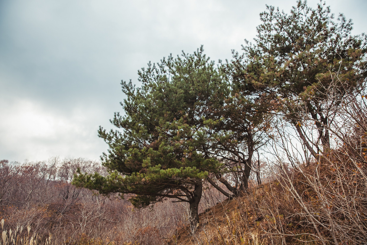 Заповедник Кедровая Падь в России расположен на склонах Восточно-Маньчжурских гор на Дальнем Востоке – фотографии России
